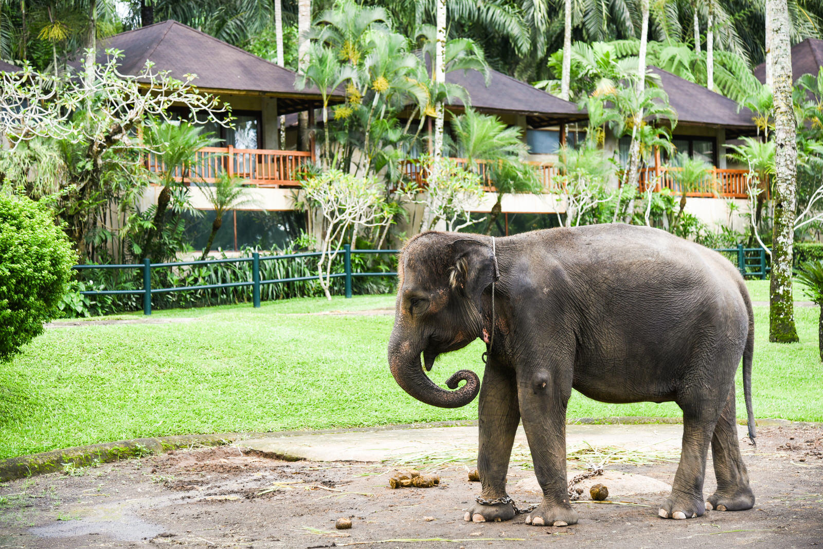 Bali Elephant Camp