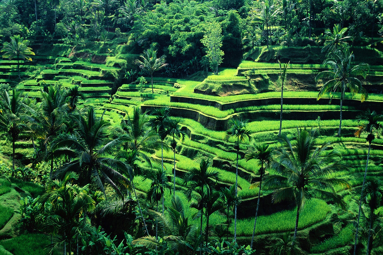 Kelurahan Ubud